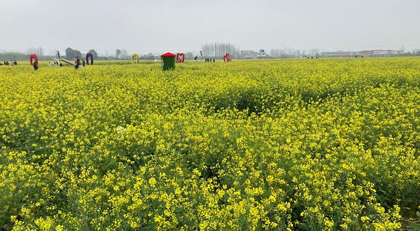 信阳明港新集村百亩油菜园