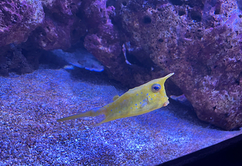 昂内维尔水族馆第 11 张图片