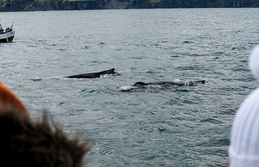 Salka Whale Watching第 14 张图片