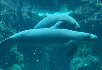 热那亚水族馆第 14 张图片