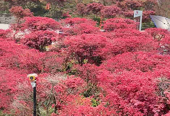 南湖多彩植物园第 44 张图片