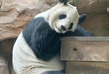 成都动物园第 61 张图片