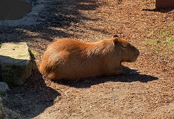 塔龙加动物园第 157 张图片