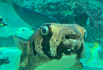 冲绳美丽海水族馆第 108 张图片