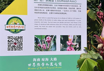 世界热带水果之窗第 14 张图片