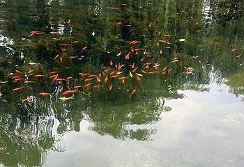 趵突泉景区第 294 张图片