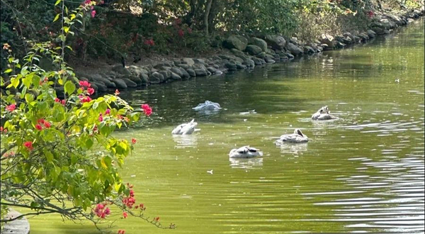 博鳌亚洲论坛永久会址景区-天鹅湖