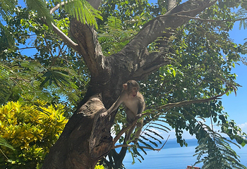 山茶半岛第 26 张图片