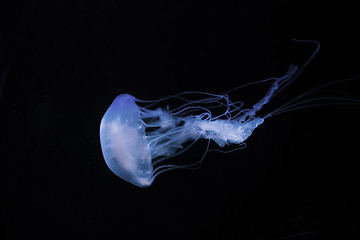 佛州水族馆第 29 张图片
