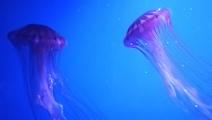 塞维利亚水族馆第 14 张图片