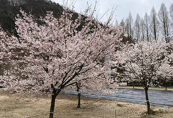 长泰山自然休养林第 3 张图片