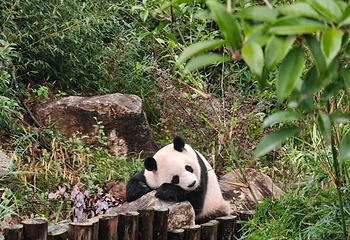 成都大熊猫繁育研究基地第 144 张图片
