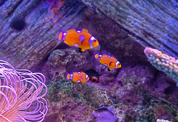 上海长风海洋世界第 57 张图片