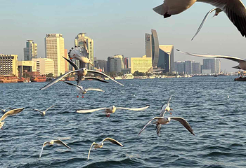 迪拜河第 43 张图片