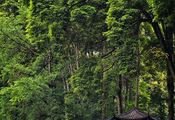 青城山第 154 张图片