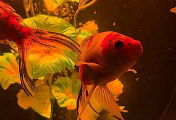 银座艺术水族馆美术馆第 18 张图片
