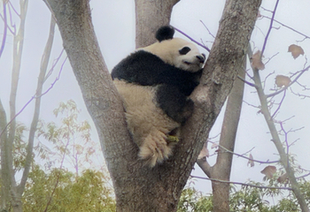 成都大熊猫繁育研究基地第 688 张图片