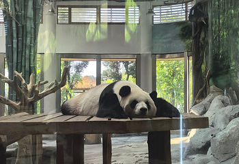 岳阳中华大熊猫苑第 35 张图片