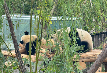 成都大熊猫繁育研究基地第 134 张图片