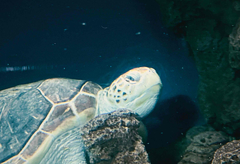 上海海洋水族馆第 134 张图片