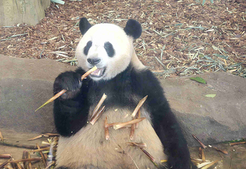 成都大熊猫繁育研究基地第 623 张图片