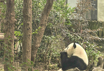 成都大熊猫繁育研究基地第 327 张图片