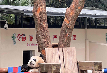 重庆动物园第 86 张图片