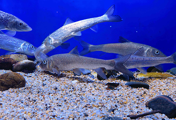 上海海洋水族馆第 69 张图片