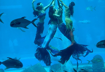 三亚亚特兰蒂斯失落的空间水族馆第 216 张图片
