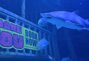 吉隆坡城中城水族馆第 73 张图片