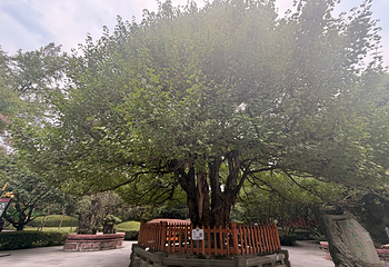 都江堰景区第 258 张图片