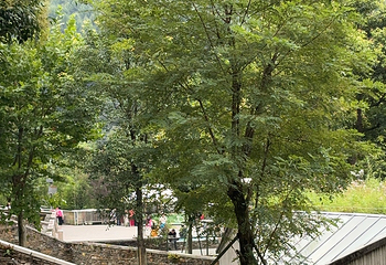 卧龙中华大熊猫苑神树坪基地第 147 张图片