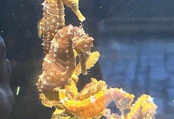 台湾海洋生物博物馆第 65 张图片