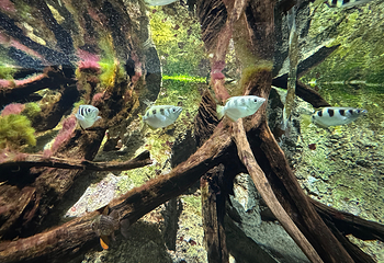 新加坡海洋生态馆第 87 张图片