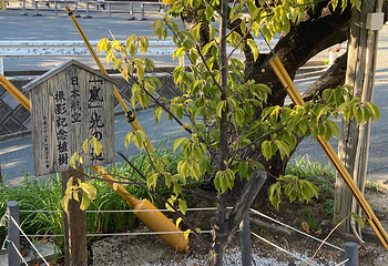 宫地狱神社第 18 张图片