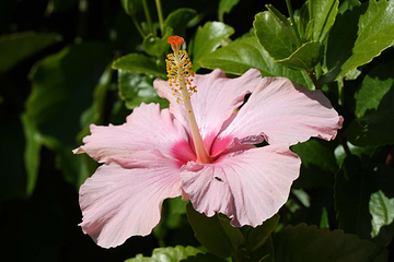 Jardin Botanico Marimurtra第 15 张图片