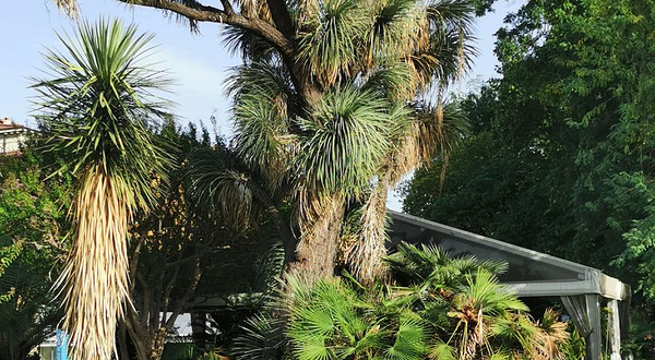 佛罗伦萨植物园