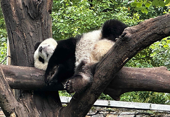 卧龙中华大熊猫苑神树坪基地第 21 张图片