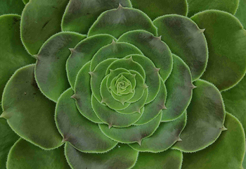 新加坡滨海湾花园第 475 张图片