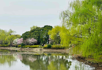 荷塘月色湿地公园第 41 张图片