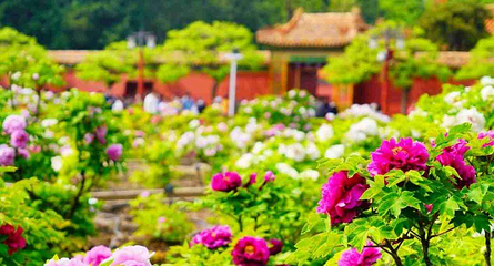 景山公园第 49 张图片