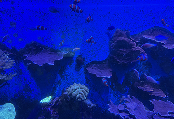 吉隆坡城中城水族馆第 56 张图片