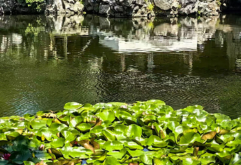 艺圃第 47 张图片