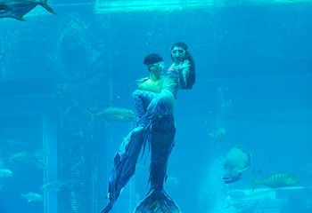 三亚亚特兰蒂斯失落的空间水族馆第 237 张图片