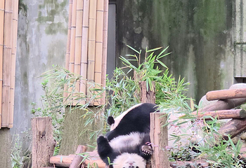 成都大熊猫繁育研究基地第 542 张图片