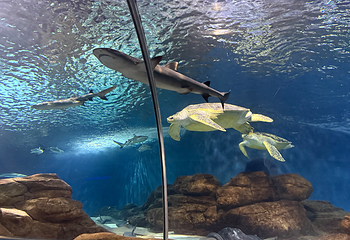 上海海洋水族馆第 195 张图片