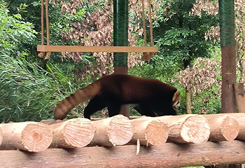 小熊猫森林公园第 29 张图片