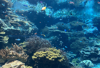 冲绳美丽海水族馆第 94 张图片
