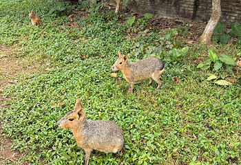 天鹅湖动物基地第 37 张图片