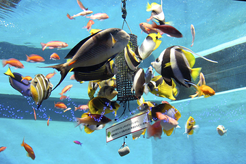 箱根园水族馆第 13 张图片